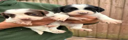 English Springer Spaniel dogs for sale: Beautiful English Springer Spaniel Puppies - Advert 9