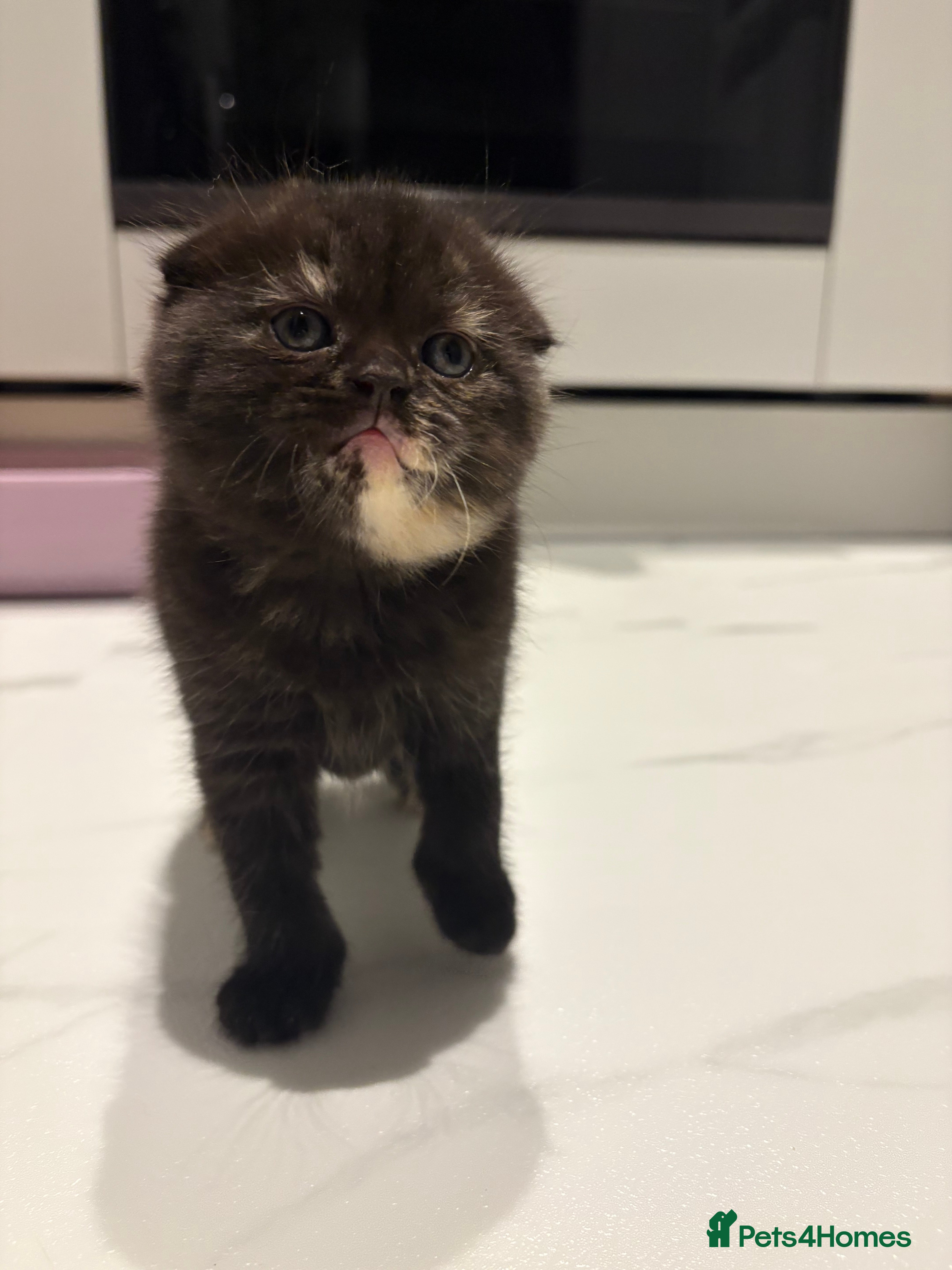 Scottish Fold cats LAST 1 GIRLS Scottish Folder&Straight kittens  - Advert 13