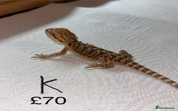 Bearded Dragon reptiles for sale: Various Baby Bearded Dragons For Sale - Advert 23