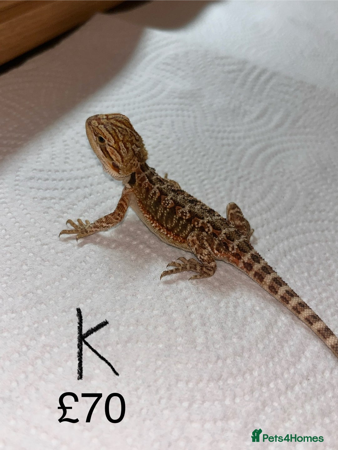 Bearded Dragon reptiles for sale: Various Baby Bearded Dragons For Sale - Advert 23