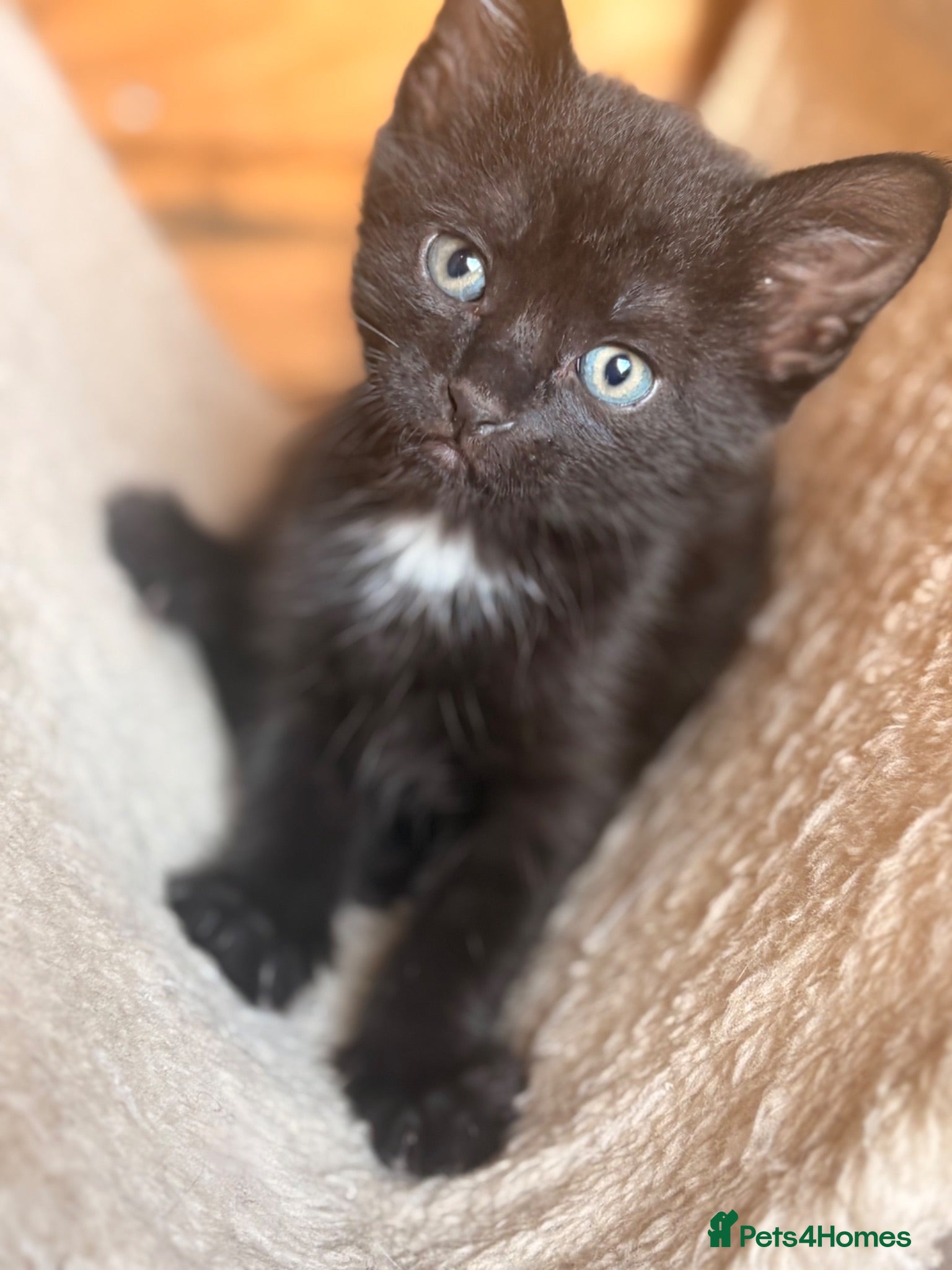 Domestic Shorthair cats Last Boy&Girl READY NOW 🐱 💕💙 - Advert 9