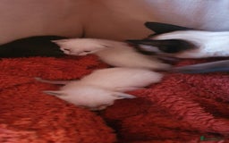 Oriental cats for sale: Siamese and oriental kittens - Image 1