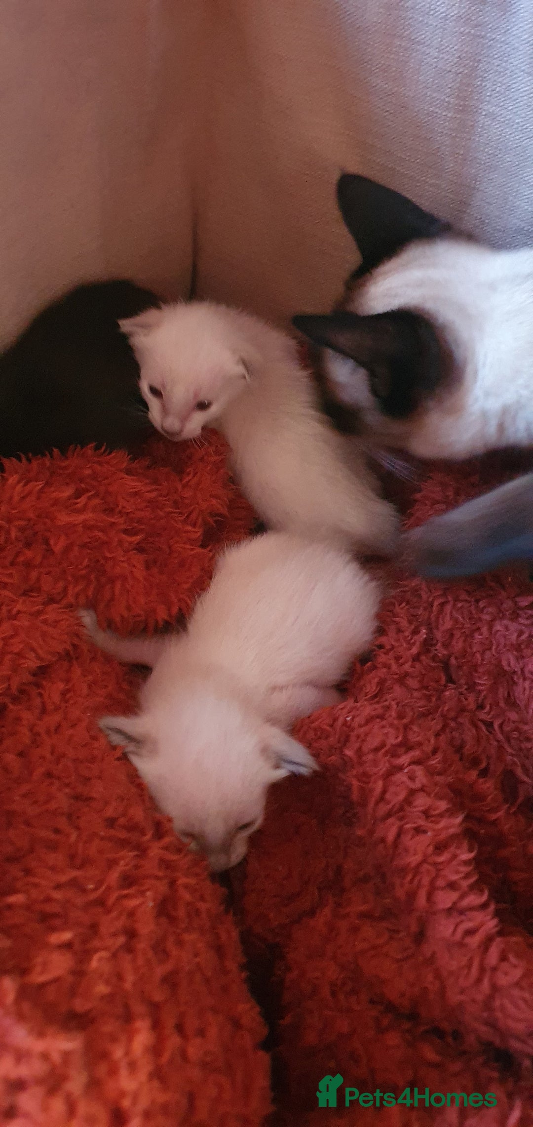 Oriental cats for sale: Siamese and oriental kittens - Image 1