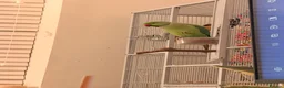 Parakeets birds for sale: Beautiful funny Indian Ringneck loves to sing, fly - Advert 7