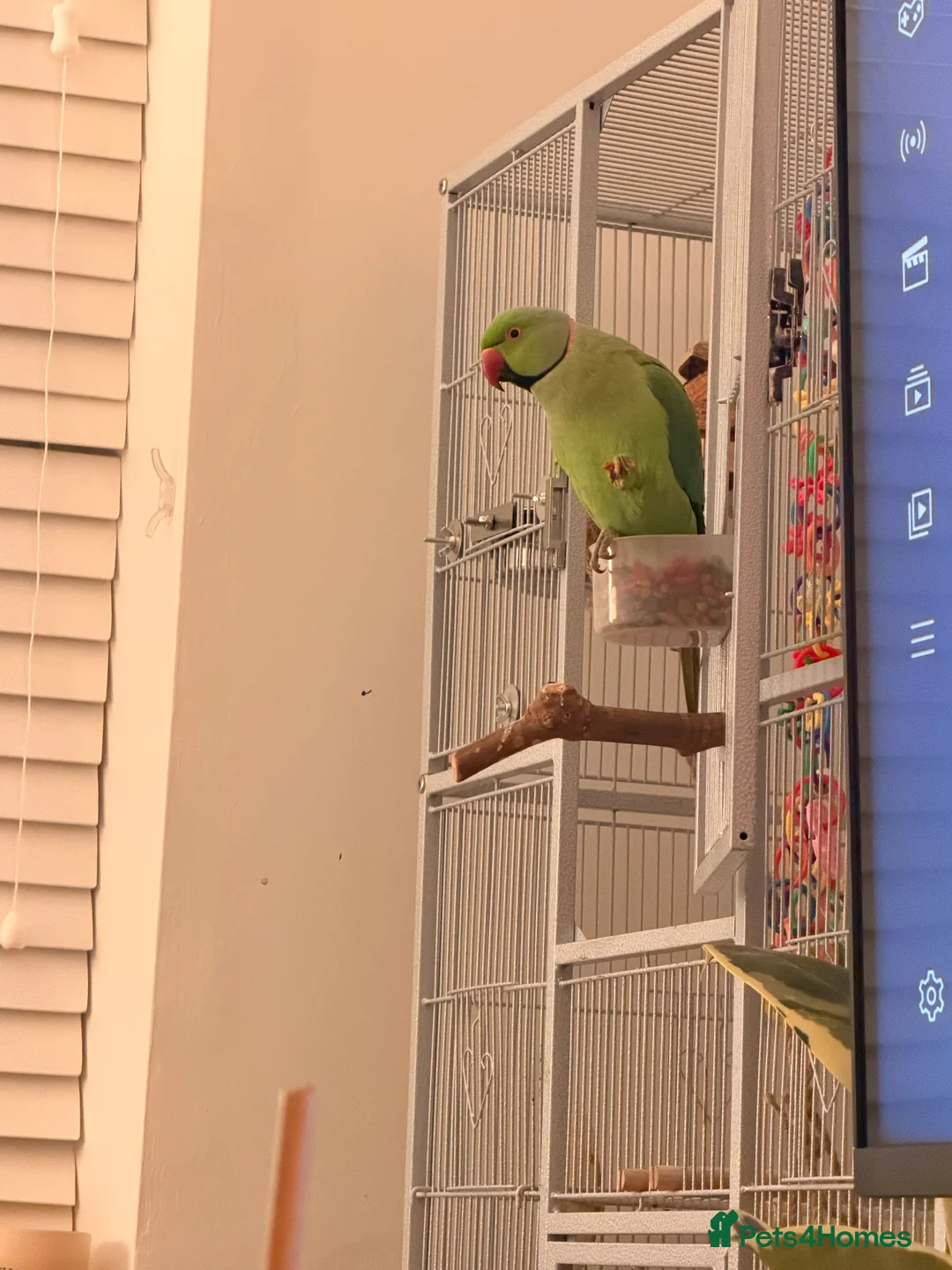 Parakeets birds for sale: Beautiful funny Indian Ringneck loves to sing, fly - Advert 7