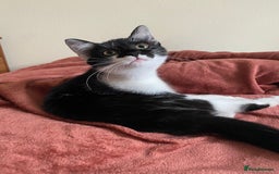 Mixed Breed cats for sale: Beautiful kitten  - Image 5