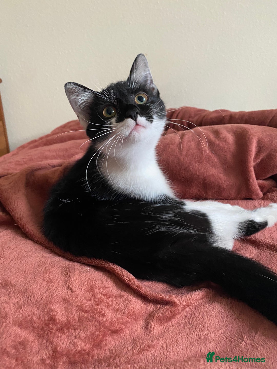 Mixed Breed cats for sale: Beautiful kitten  - Image 5