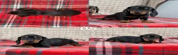 Miniature Dachshund dogs for sale: STUNNING KC MINI DACHSHUND PUPPIES READY NOW  - Advert 15