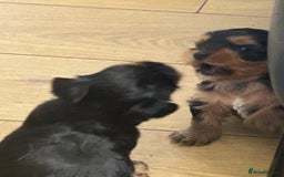 Yorkshire Terrier dogs for sale: Yorkshire terrier puppies - Image 6