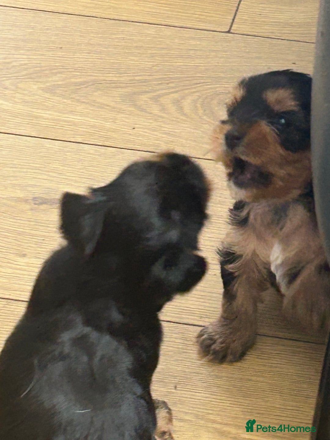 Yorkshire Terrier dogs for sale: Yorkshire terrier puppies - Image 6