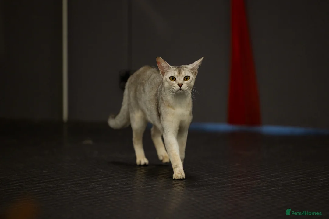 Abyssinian cats for sale: Terrific Toulouse - Advert 21