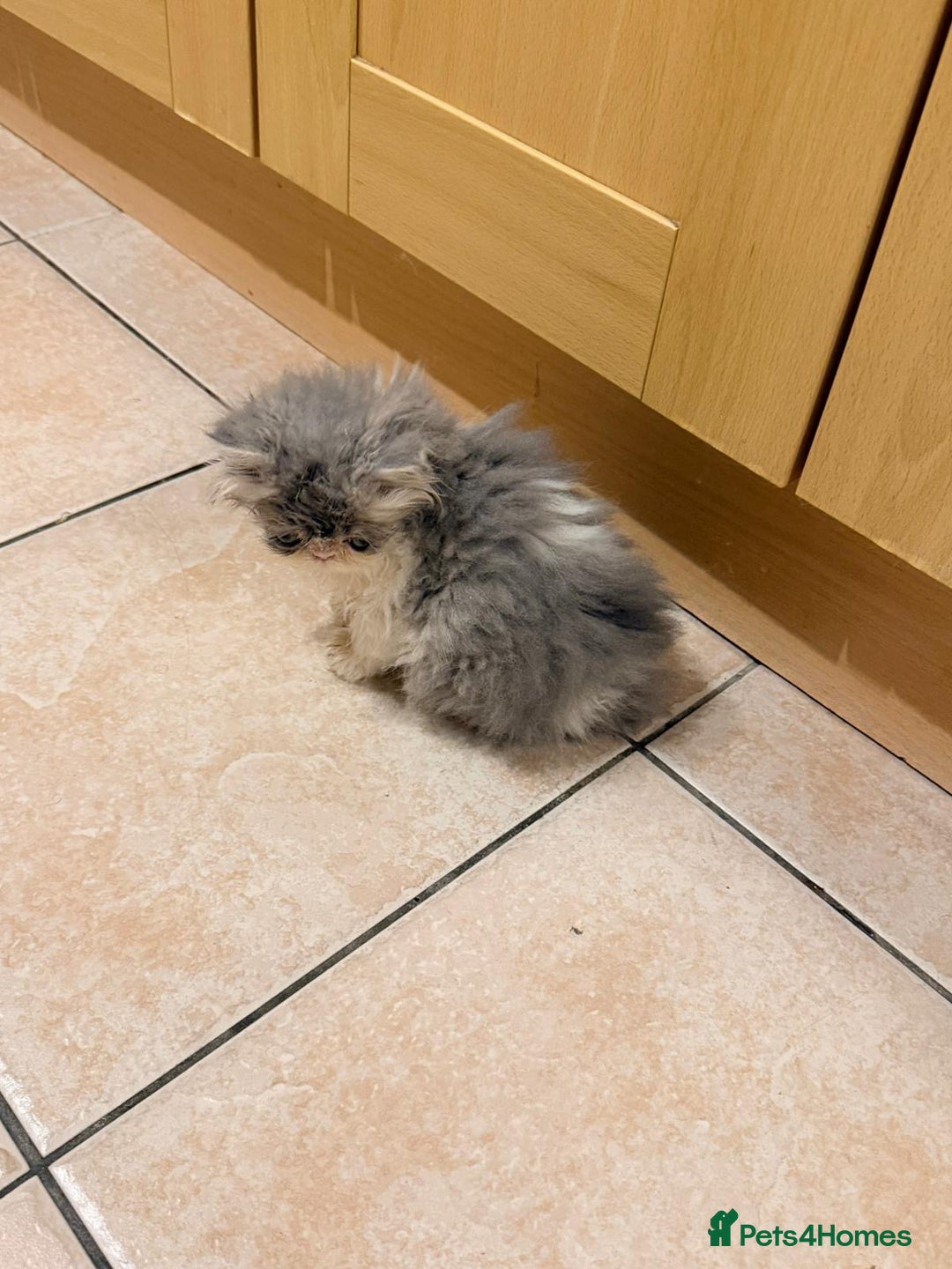 Persian cats for sale: Persian Kittens Top Quality Bloodlines - Advert 11