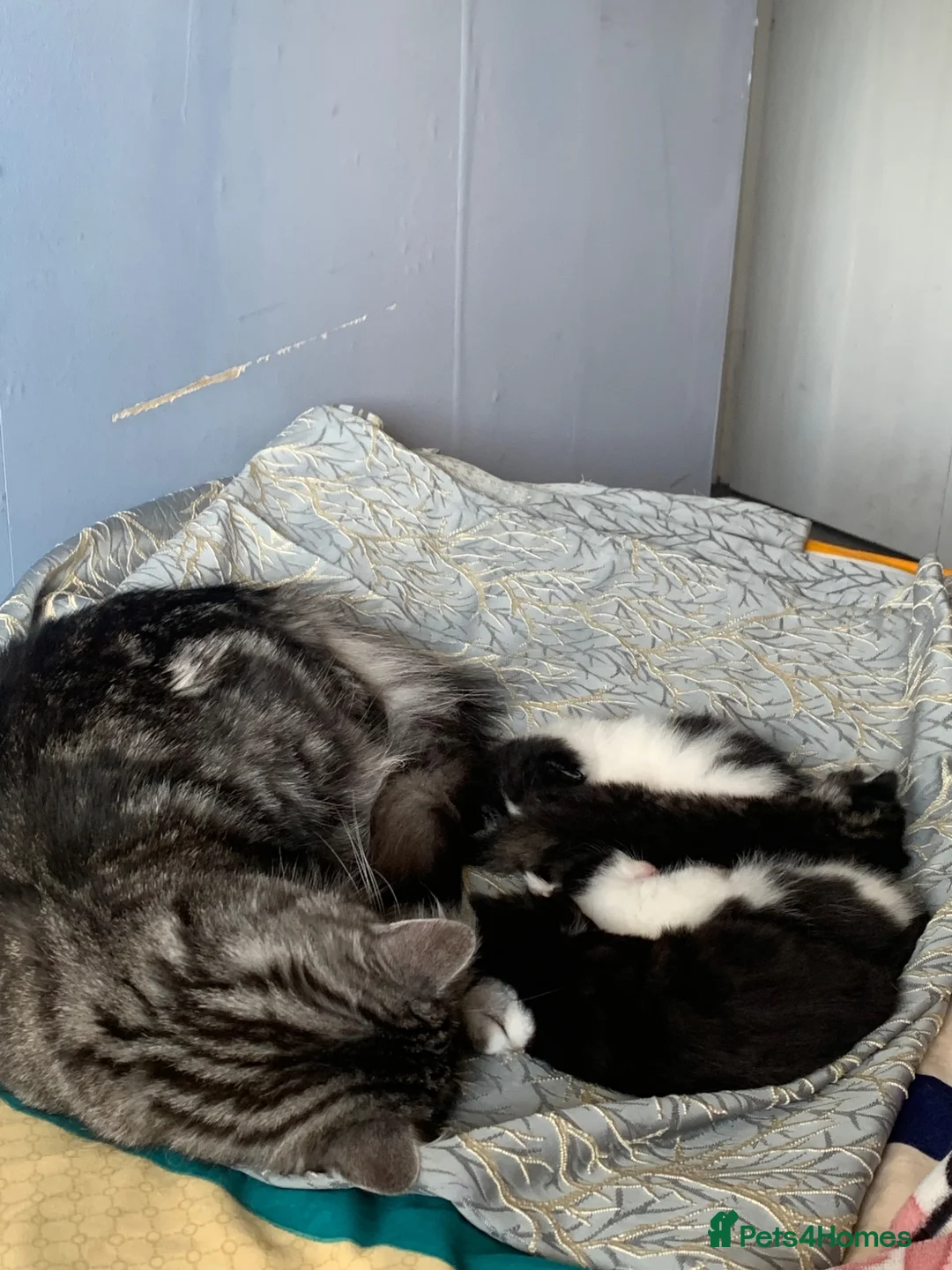 Mixed Breed cats for sale: two female kitten  - Advert 2