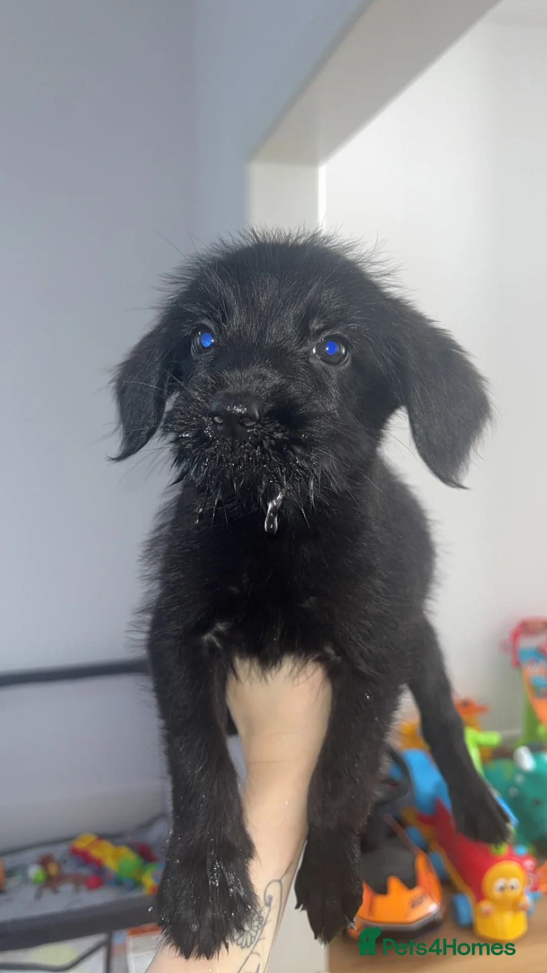 Mixed Breed dogs for sale: 9 gorgeous german shepherd cross cockapoo puppies  - Advert 2