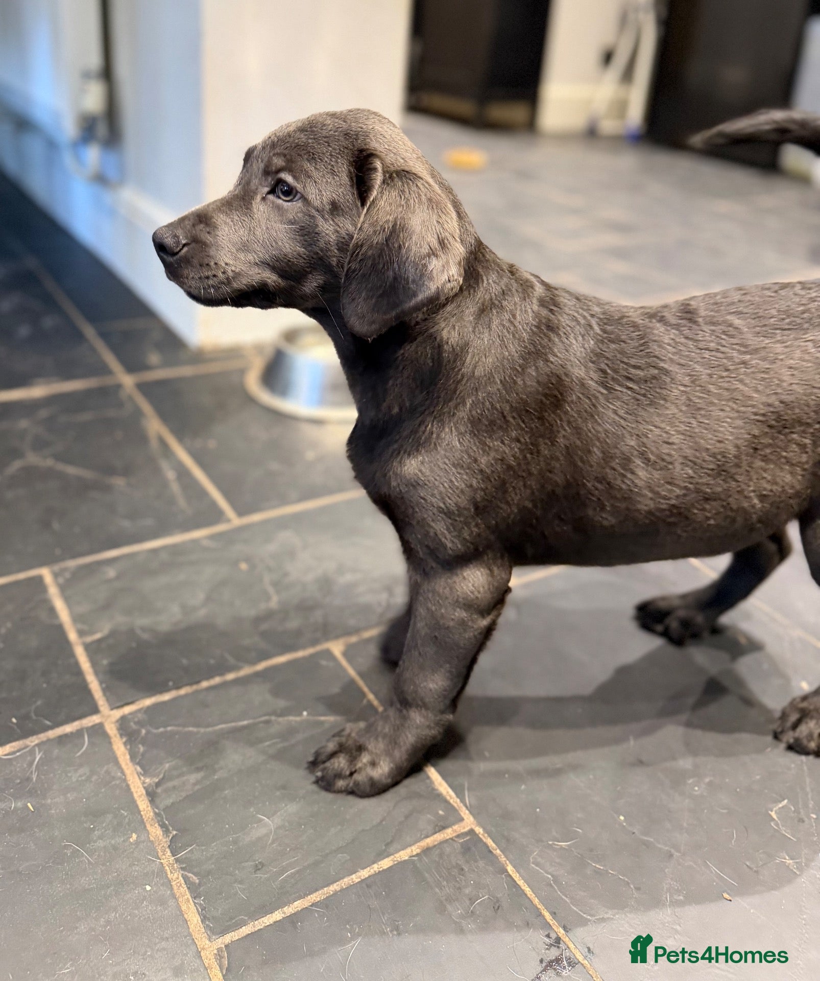 Labrador Retriever dogs Exceptionally health tested Kc reg Labrador pups - Advert 2