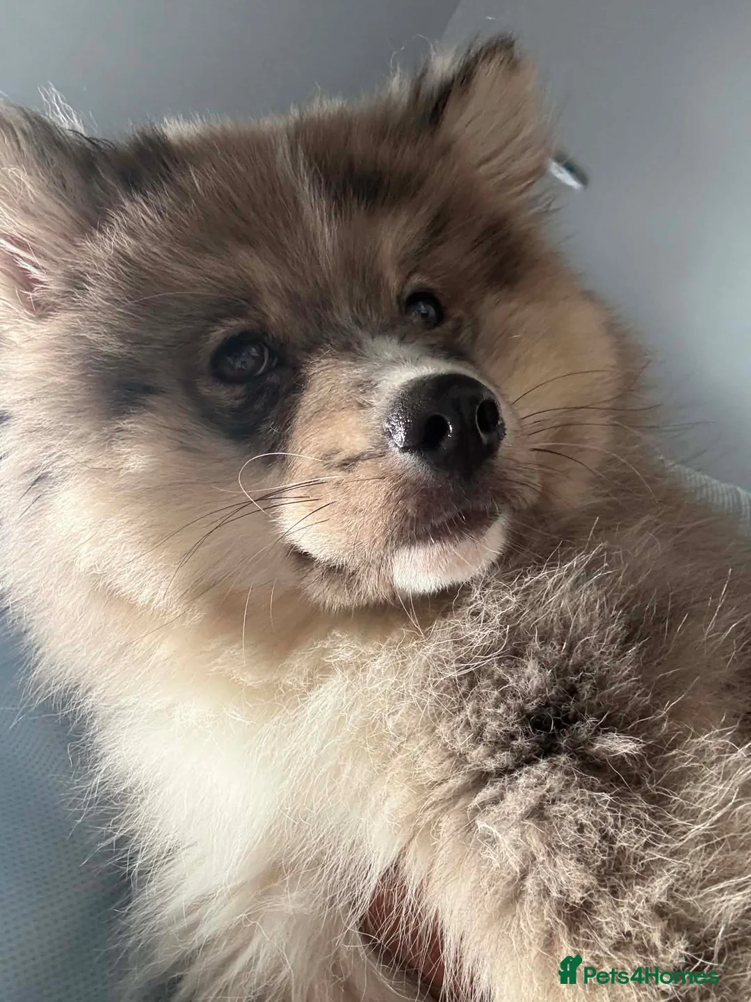 Mixed Breed dogs for sale: Adorable Male Puppy chow chow / husky 💕 - Advert 2