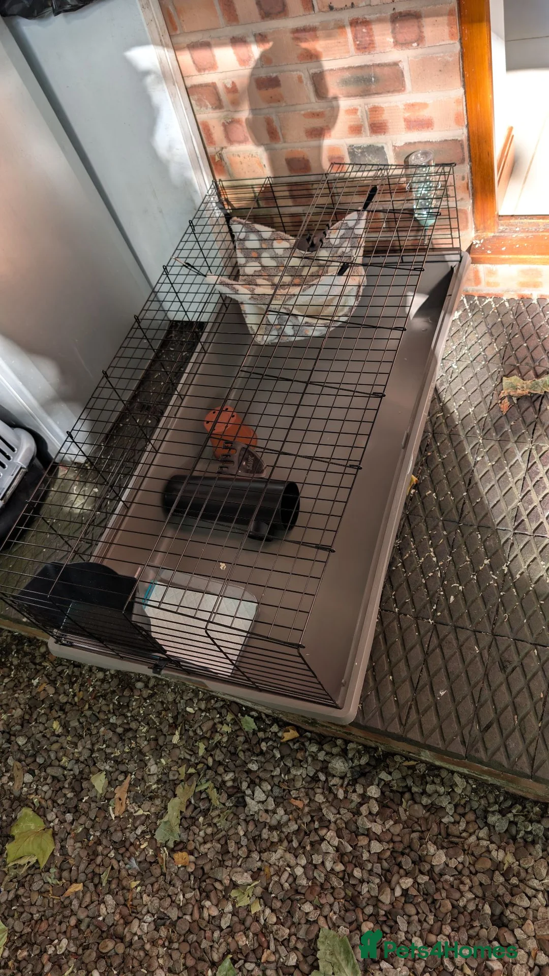 Ferret rodents for sale: Albino Ferret pair and all accessories  in Northwich - Advert 3