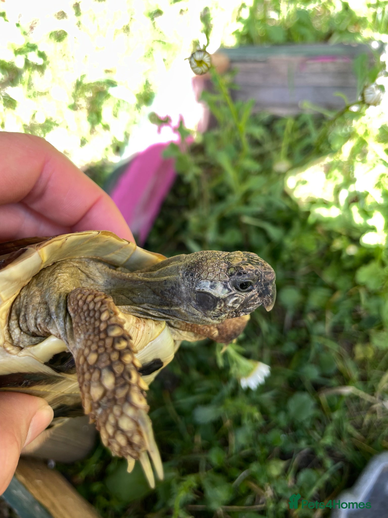 Hermann Tortoise reptiles Harmann Tortoise 6 years old  - Advert 4