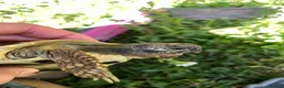 Hermann Tortoise reptiles for sale: Harmann Tortoise 6 years old  in Egham - Advert 1