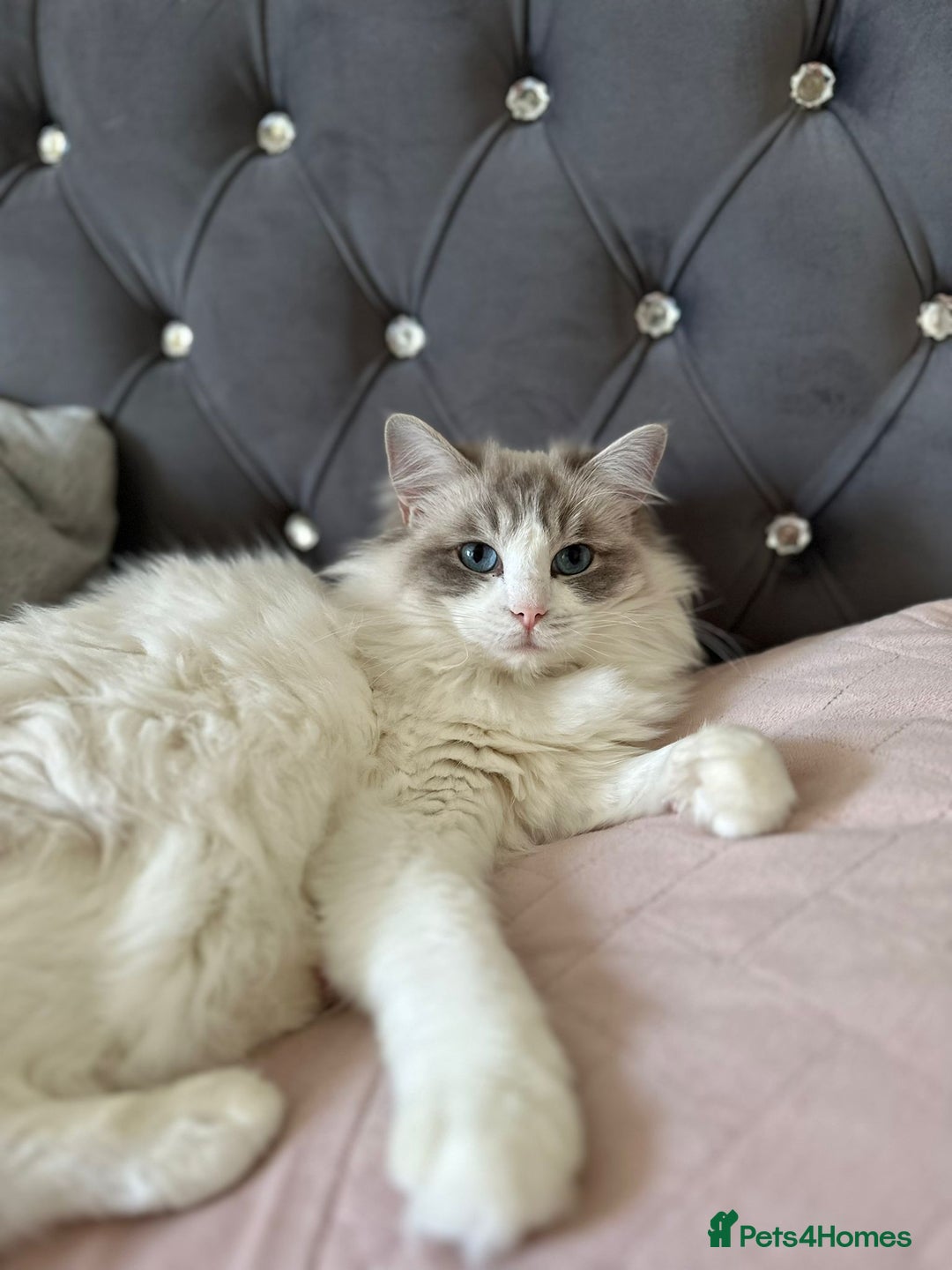 Ragdoll cats for sale: GCCF Registered Ragdoll Kittens Available! 🐾 in Taunton - Image 16