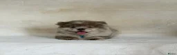 Chow Chow dogs for sale: Exotic colour pure chow chow puppies for sale  - Advert 12