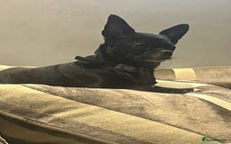 Chihuahua dogs for sale: Beautiful Merle chihuahua pups  - Image 10