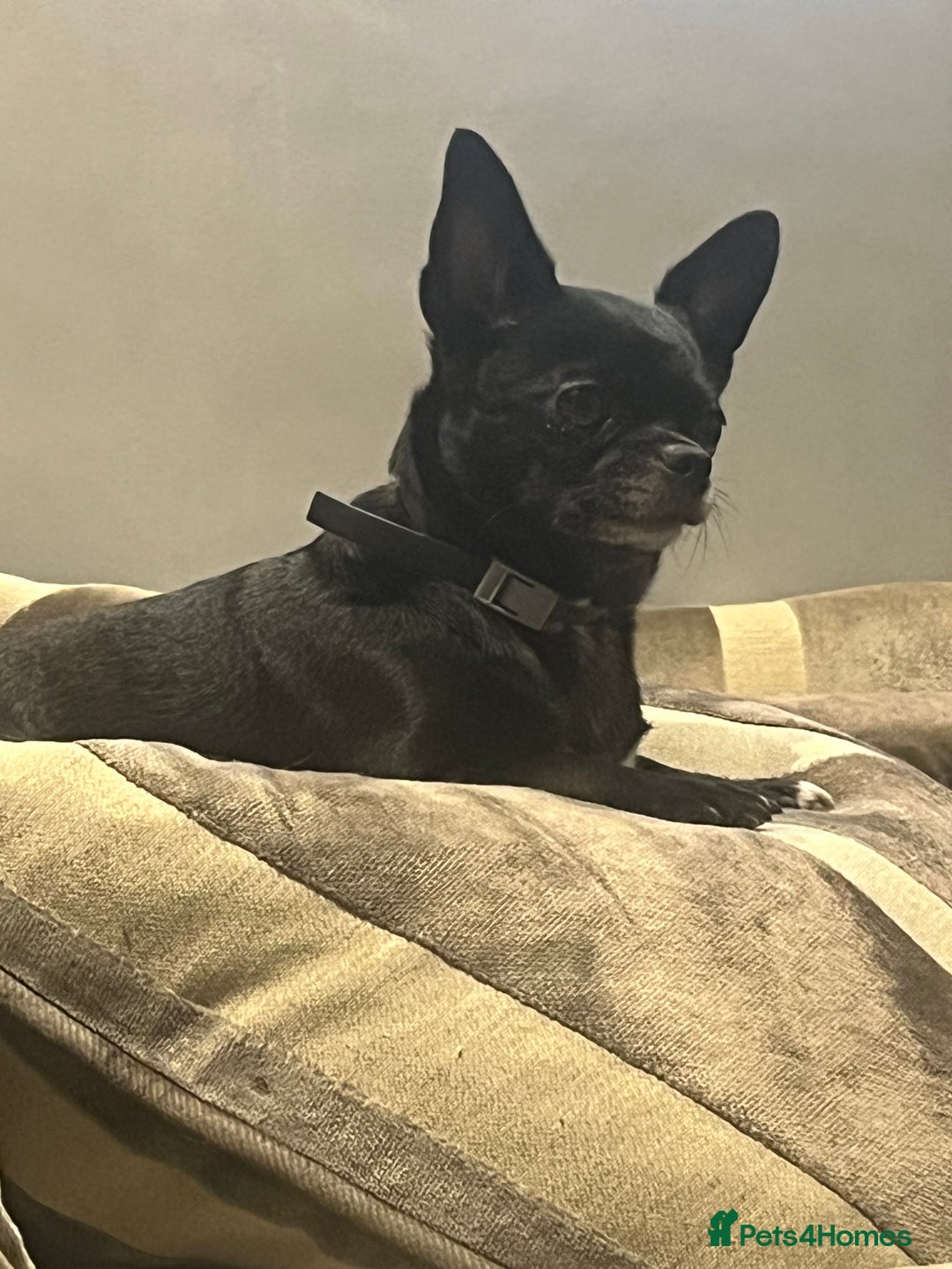 Chihuahua dogs for sale: Beautiful Merle chihuahua pups  - Image 10