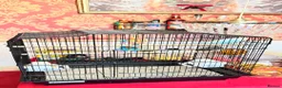 Budgerigars birds for sale: female budgie in Burgess Hill - Advert 2