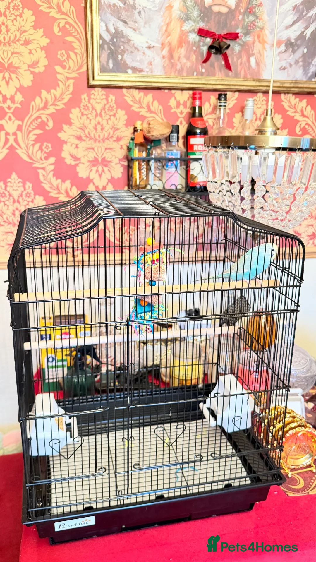 Budgerigars birds for sale: female budgie in Burgess Hill - Advert 2