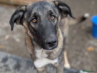 Mixed Breed dogs Skye - In Ayr Looking for a home - Advert 13