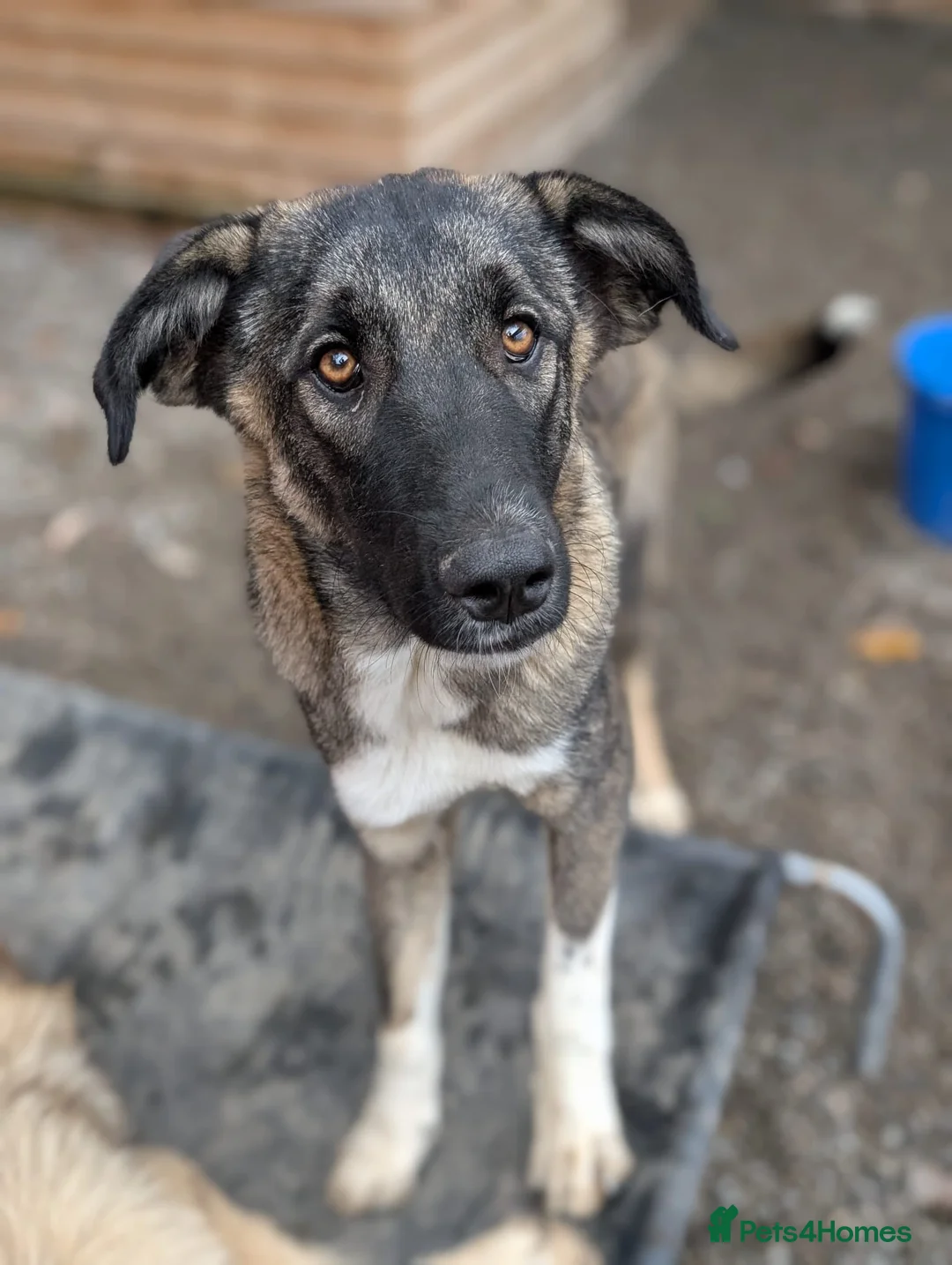 Mixed Breed dogs for adoption: Skye - In Ayr Looking for a home  - Advert 1