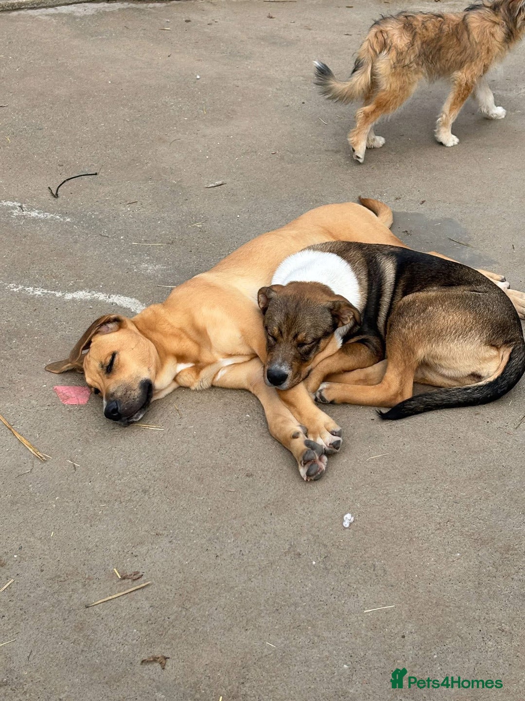 Mixed Breed dogs for adoption: Solstice is looking for a home - Advert 7