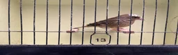 Finches birds for sale: Mutation greenfinches - Advert 13