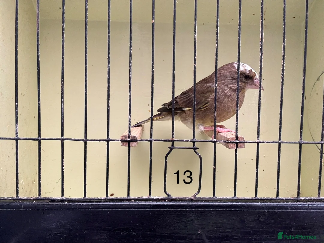 Finches birds for sale: Mutation greenfinches - Advert 13