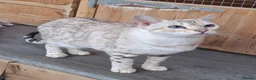 Bengal cats for sale: Beautiful Retired Bengal Female - Advert 3