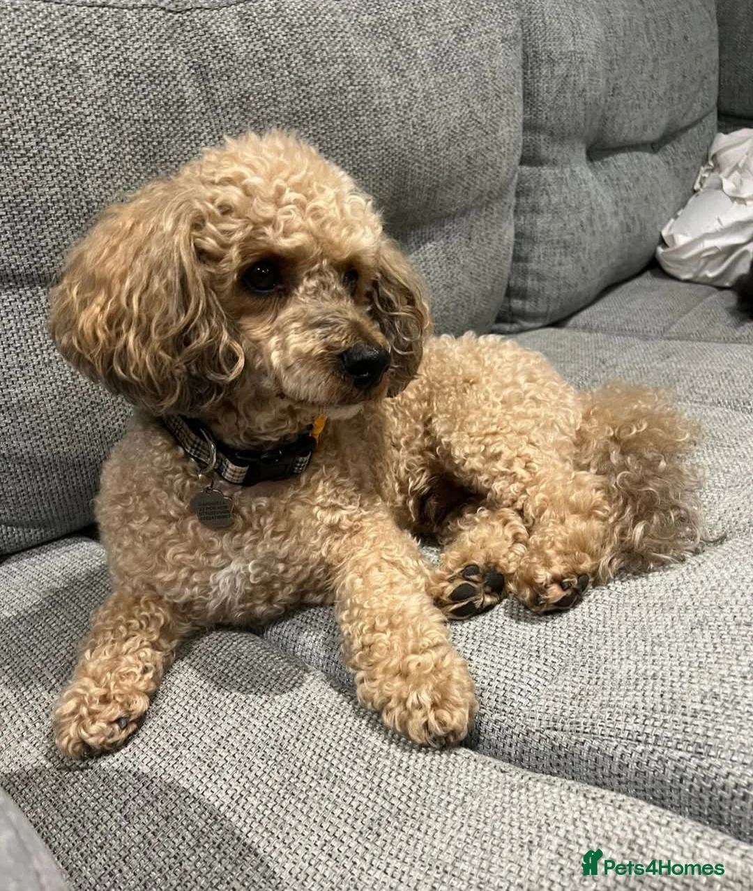 Shihpoo dogs for sale: X2 Little Boy Shipoos - Advert 26