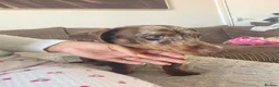 Miniature Dachshund dogs for sale: Miniature dachshund  in Ferryhill - Advert 3