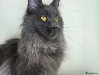 Maine Coon cats European Bloodlines Maine Coon Kittens Available - Advert 2