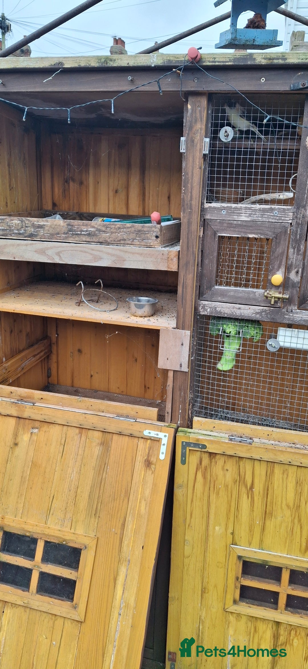 Canaries birds for sale: 6 Canaries  - Advert 9