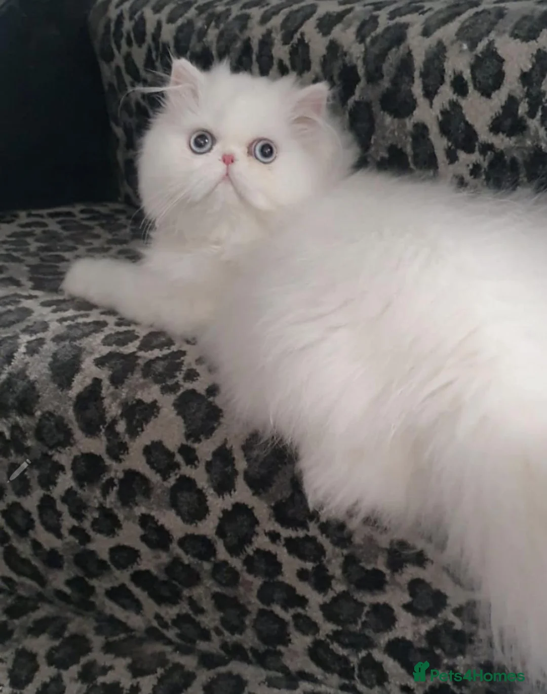 Persian cats for sale: 🎀 One girl left GCCF Persian Kitten 🎀 - Advert 1