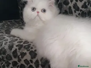 Persian cats 🎀 One girl left GCCF Persian Kitten 🎀 - Advert 4