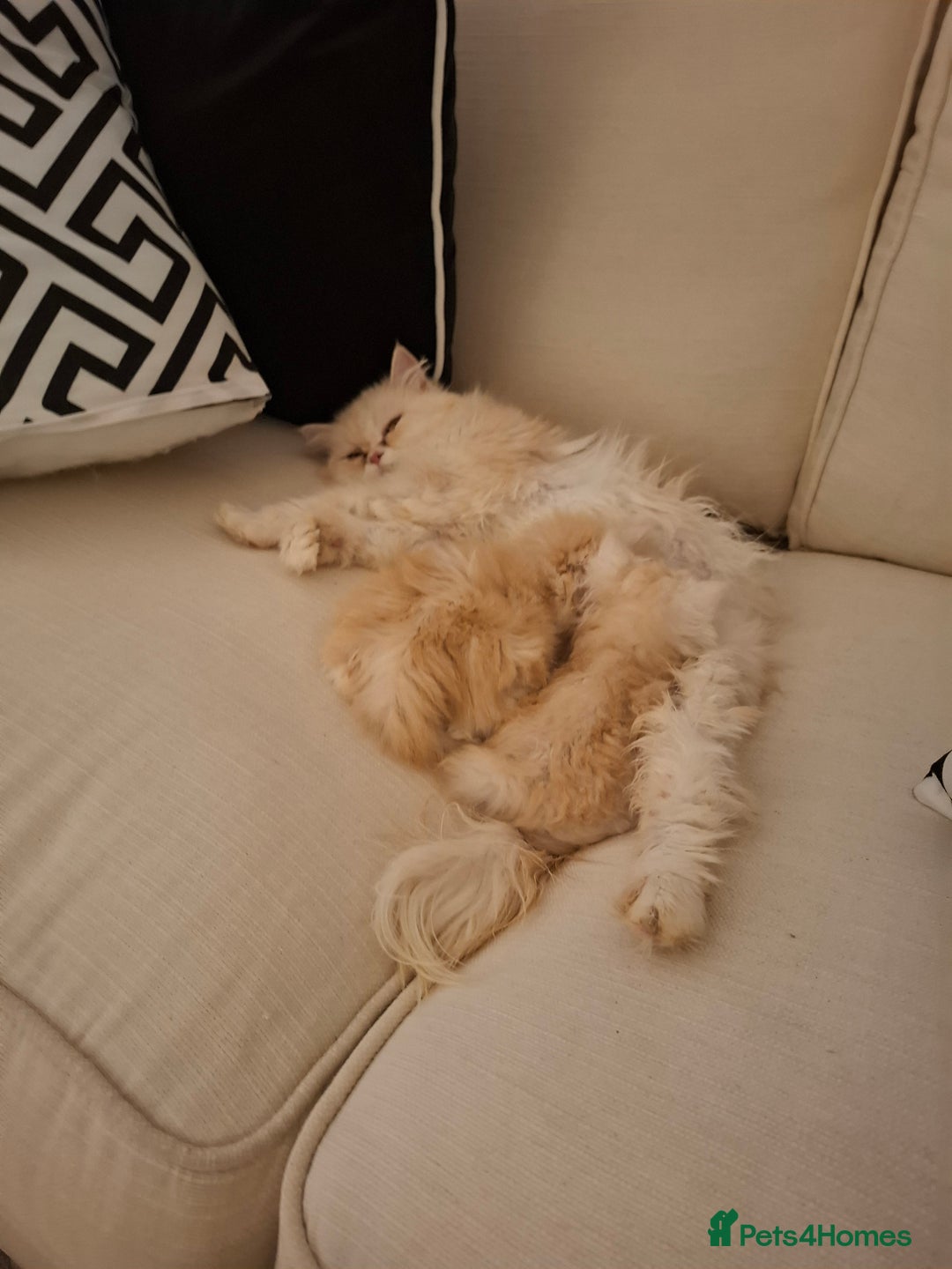 Exotic cats for sale: Exotic persian kittens  - Image 4