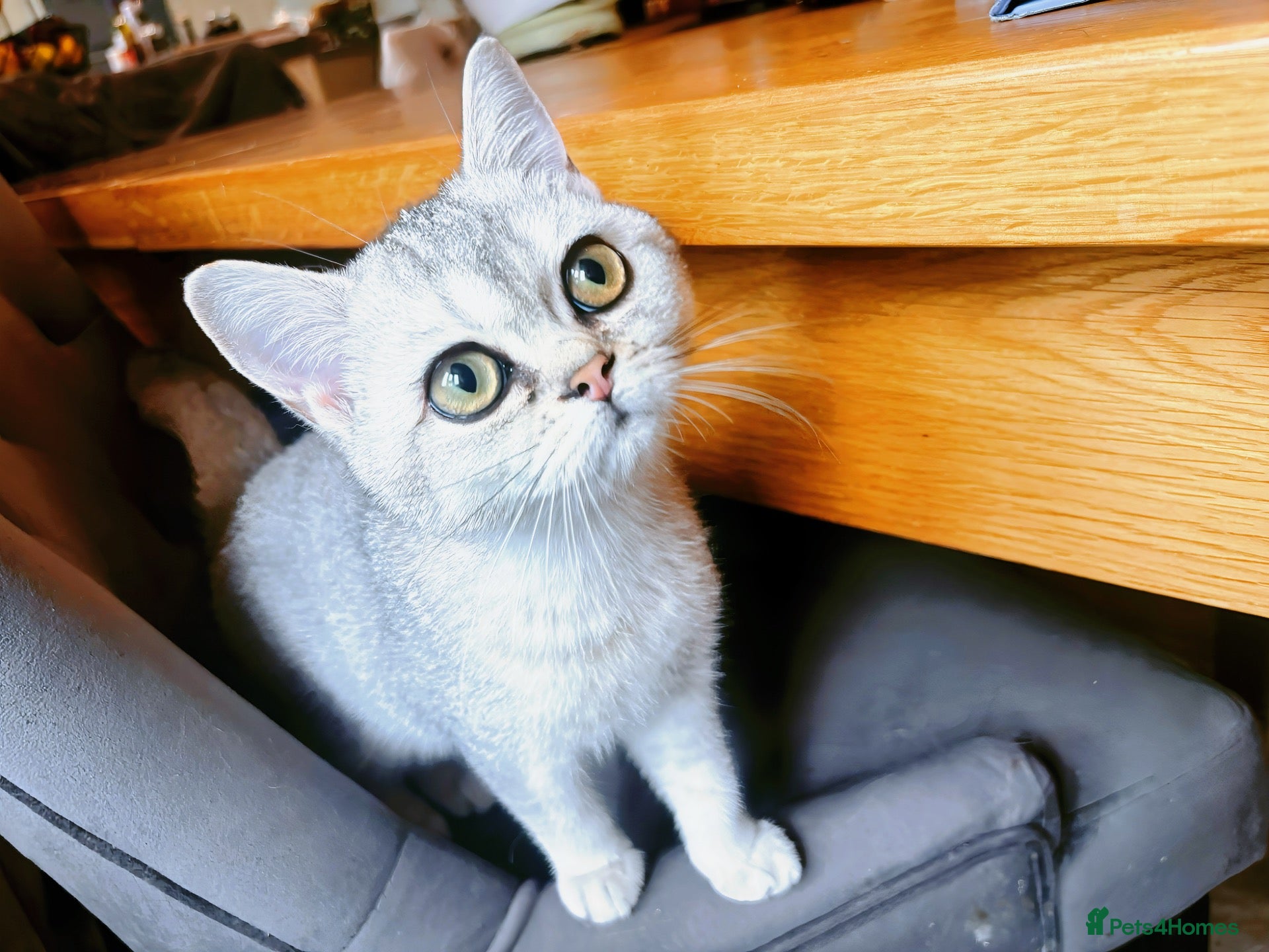 British Shorthair cats BSH GCCF registered silver chinchilla last girl - Advert 5