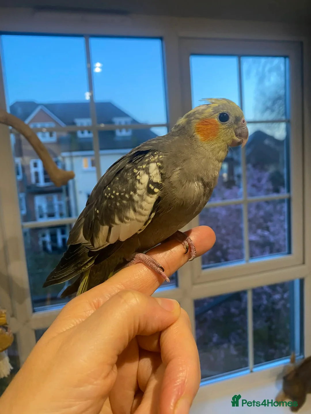 Cockatiels birds for sale: Semi Hand-Raised Baby Cockatiel - Advert 1