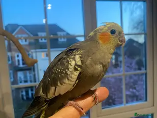 Cockatiels birds Semi Hand-Raised Baby Cockatiel - Advert 1