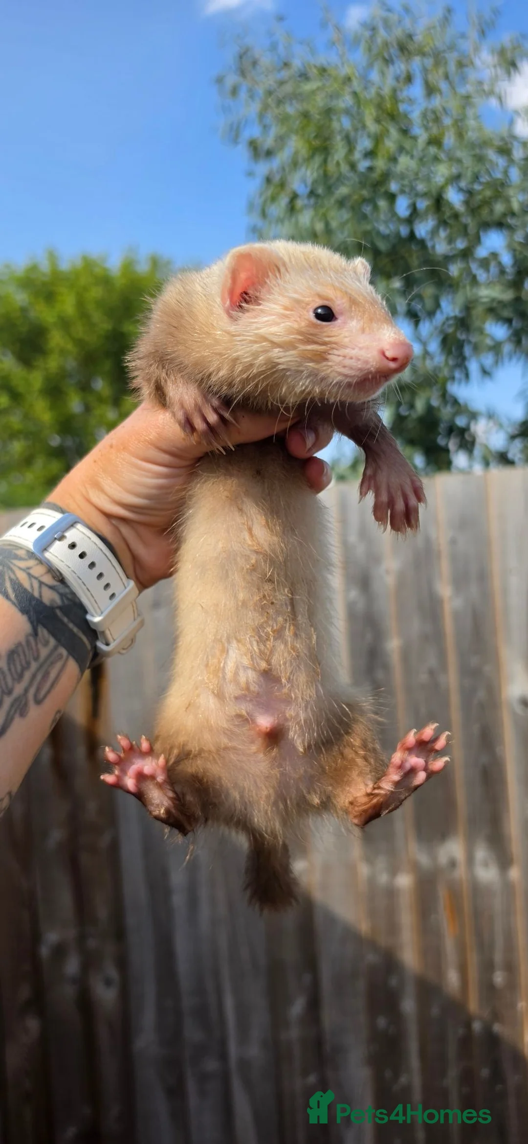 Ferret rodents for sale: X2 12 week old Sandy Hobs working stock in Norwich - Advert 2