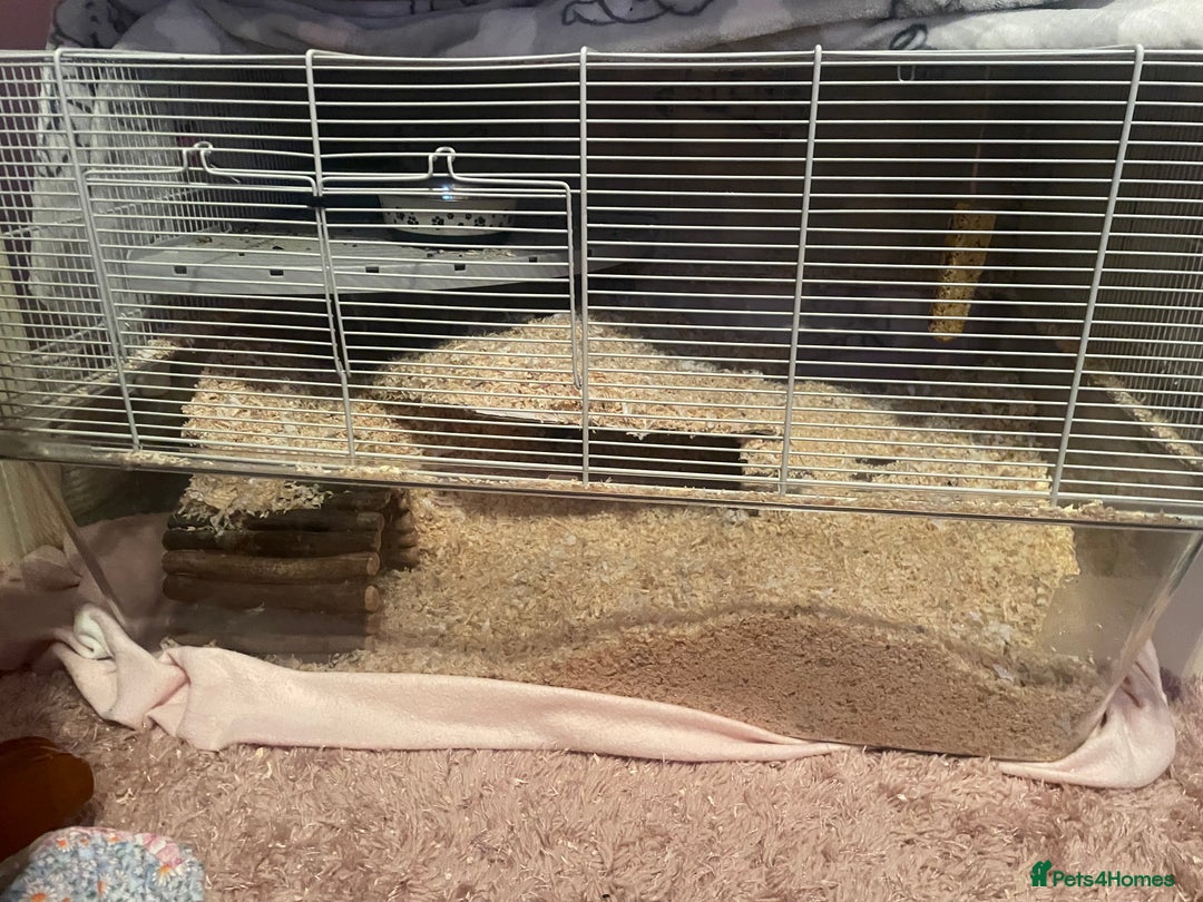Gerbil rodents for sale: 2 male gerbils for sale  - Advert 4
