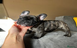 French Bulldog dogs for sale: KC, standard colours French Bulldog puppies🐾 - Image 34