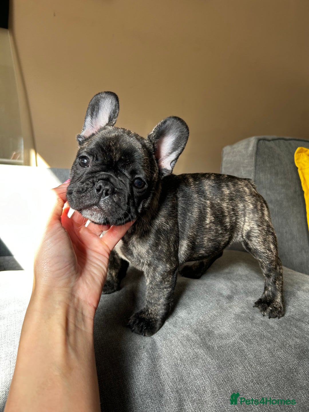 French Bulldog dogs for sale: KC, standard colours French Bulldog puppies🐾 - Image 34