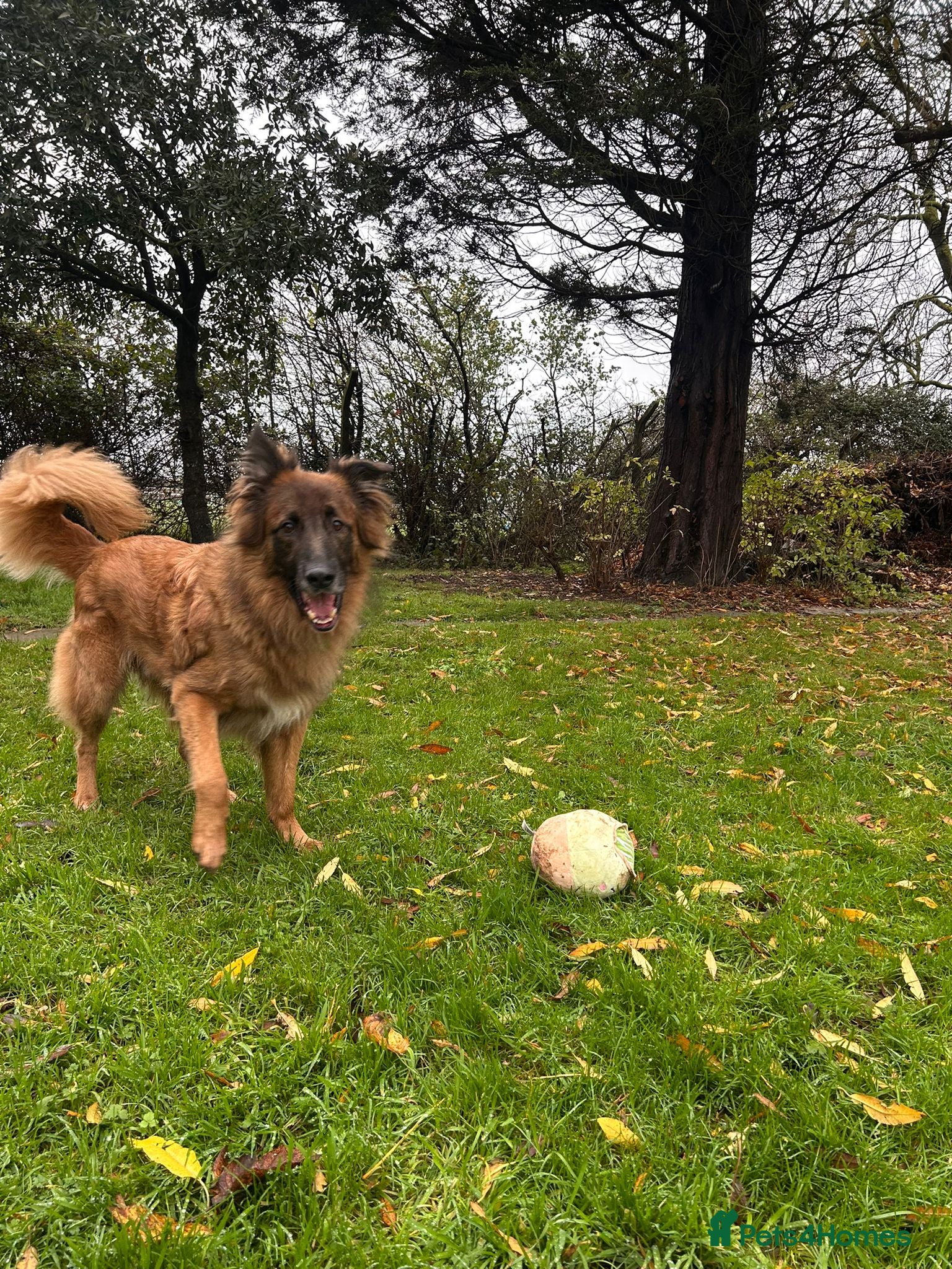 German Shepherd dogs Biggie - Advert 1